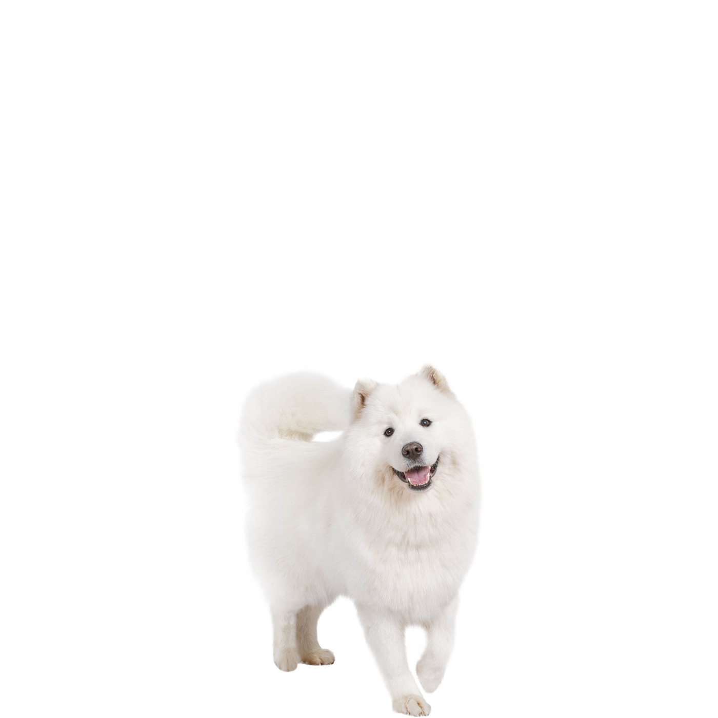 Samoyed Dog Free PNG Clip Art