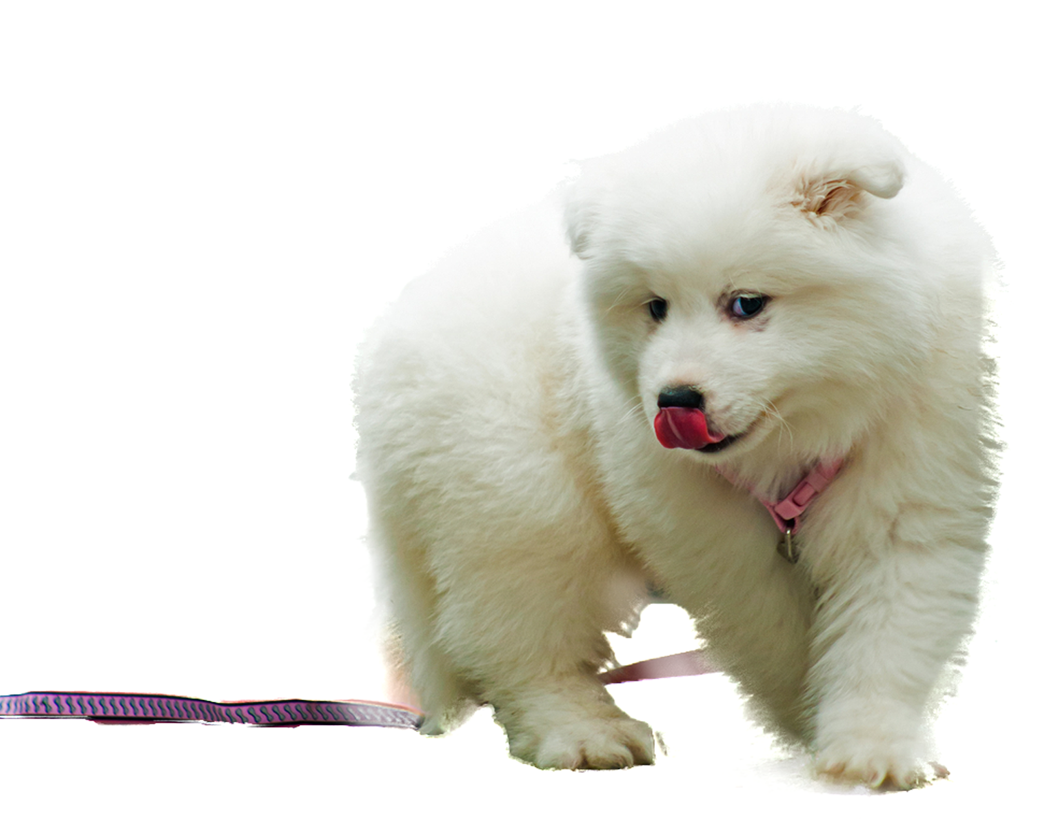 Samoyed Dog PNG Background Clip Art