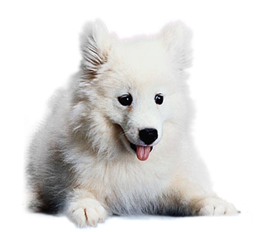 Samoyed Dog PNG Clip Art HD Quality