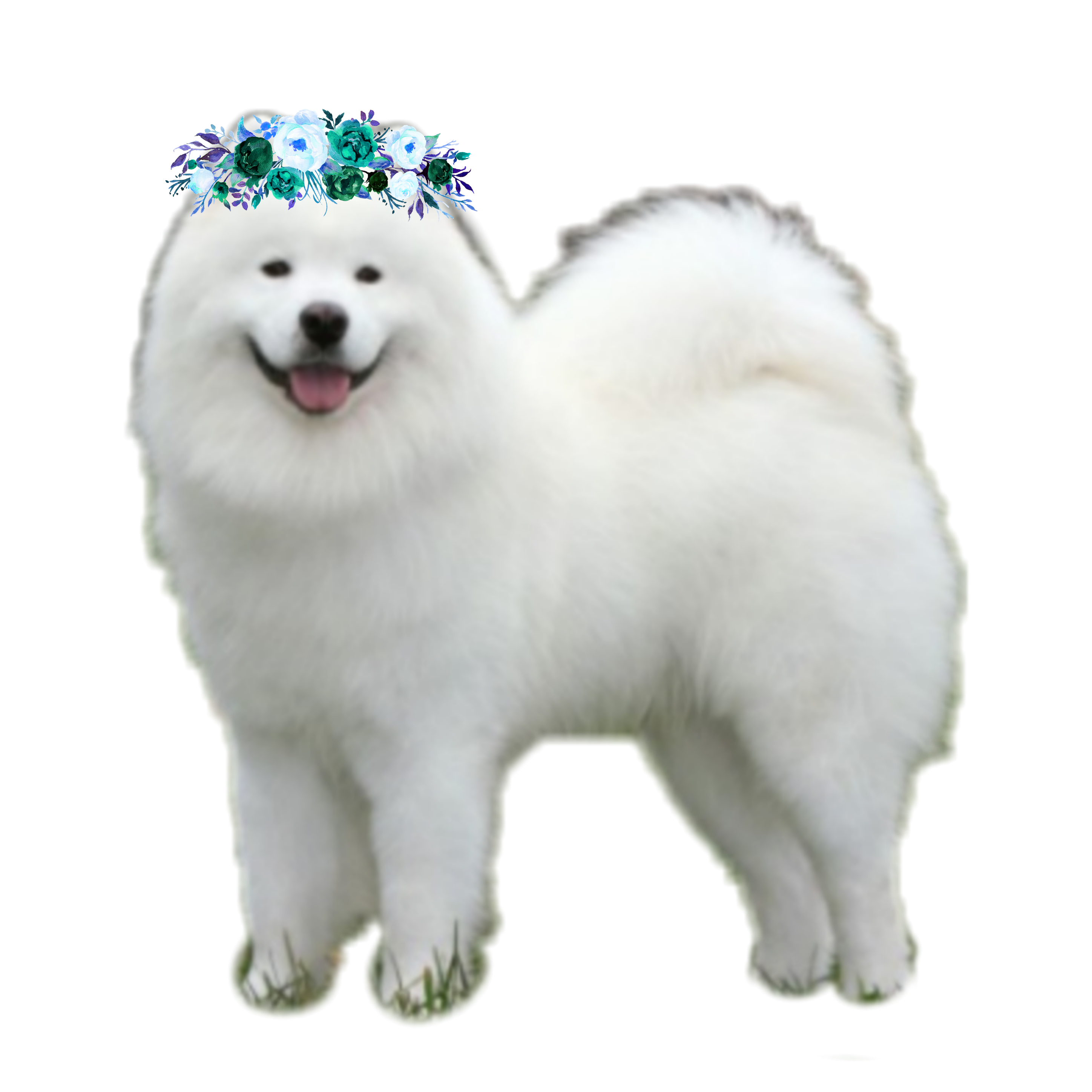 Samoyed Dog PNG HD Free File Download