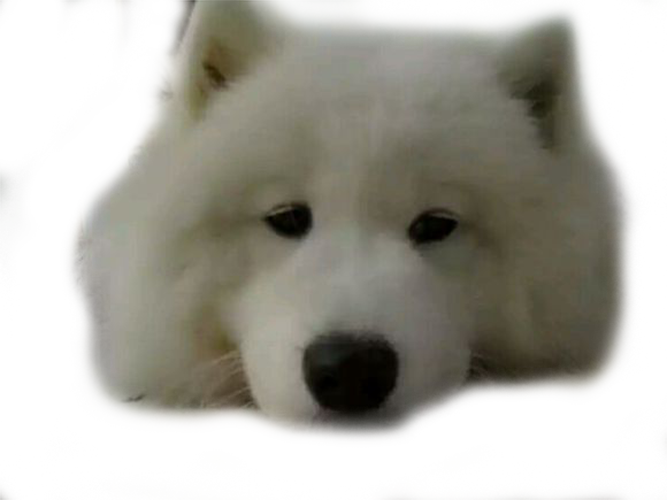 Samoyed Dog PNG HD Images