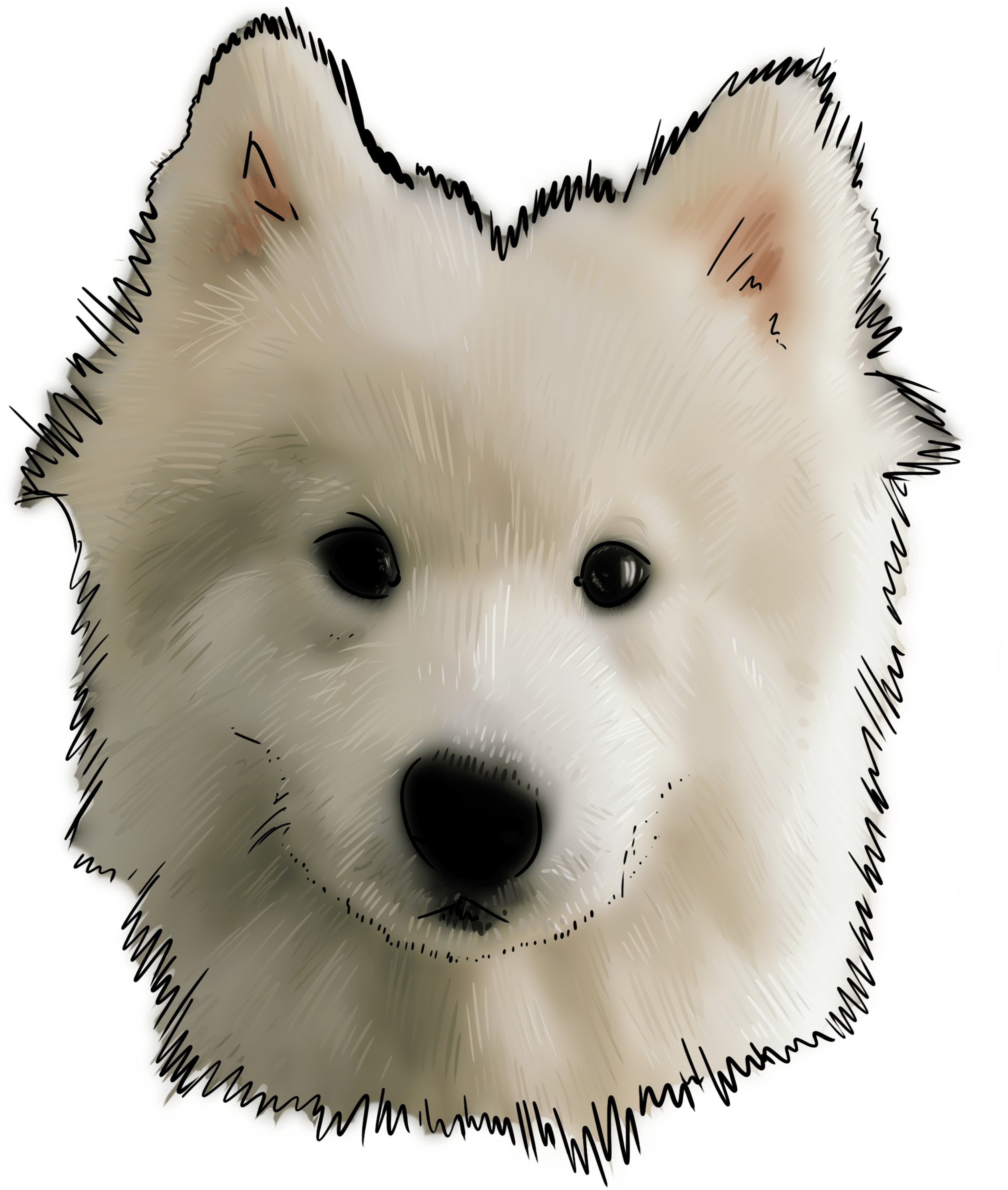 Samoyed Dog Transparent File