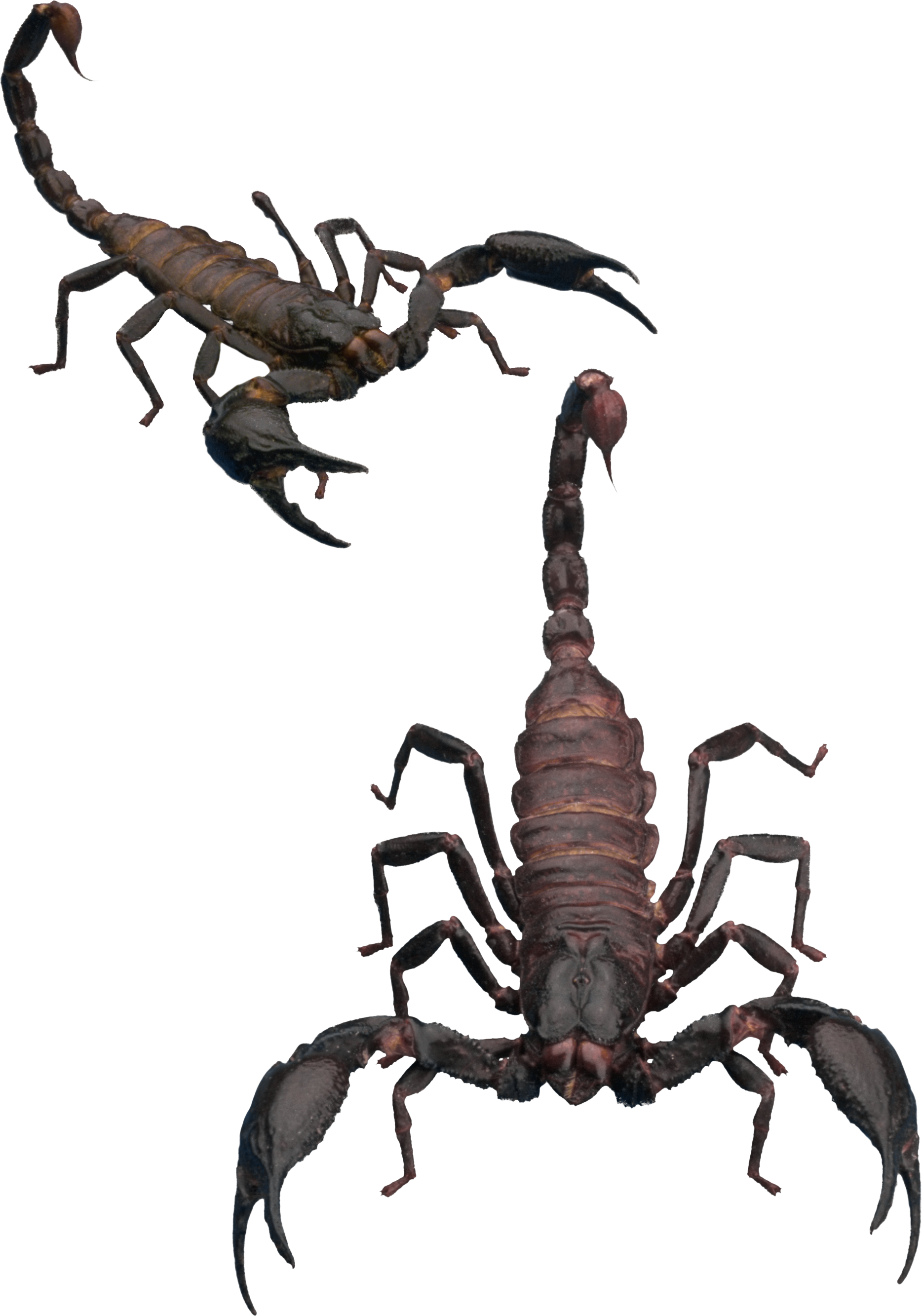 Scorpions Background PNG