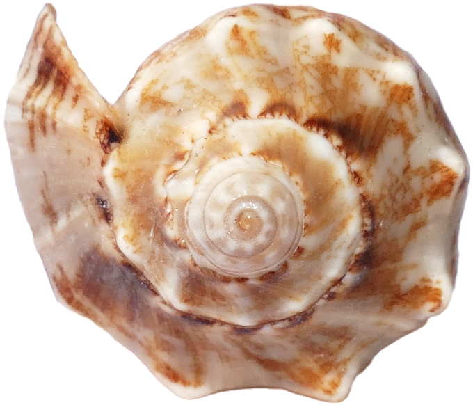 Seashell Background PNG Image