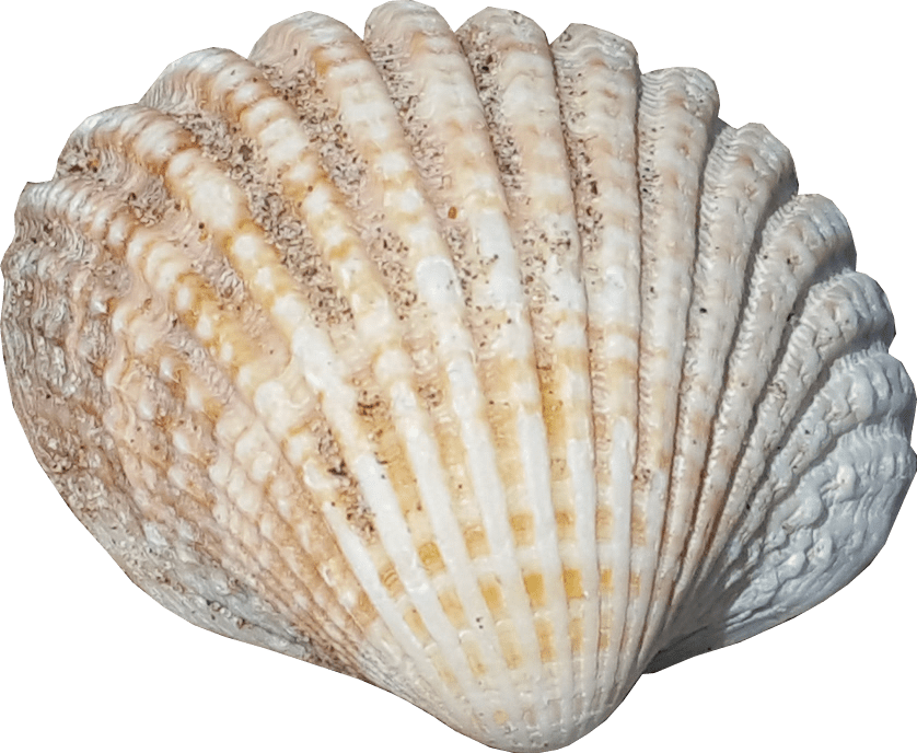 Seashell Download Free PNG Clip Art