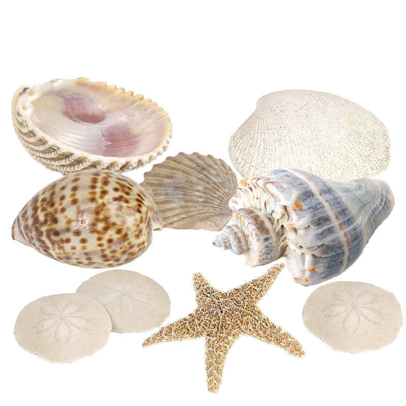 Seashell Download Free PNG