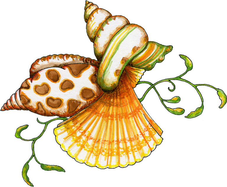 Seashell Free PNG