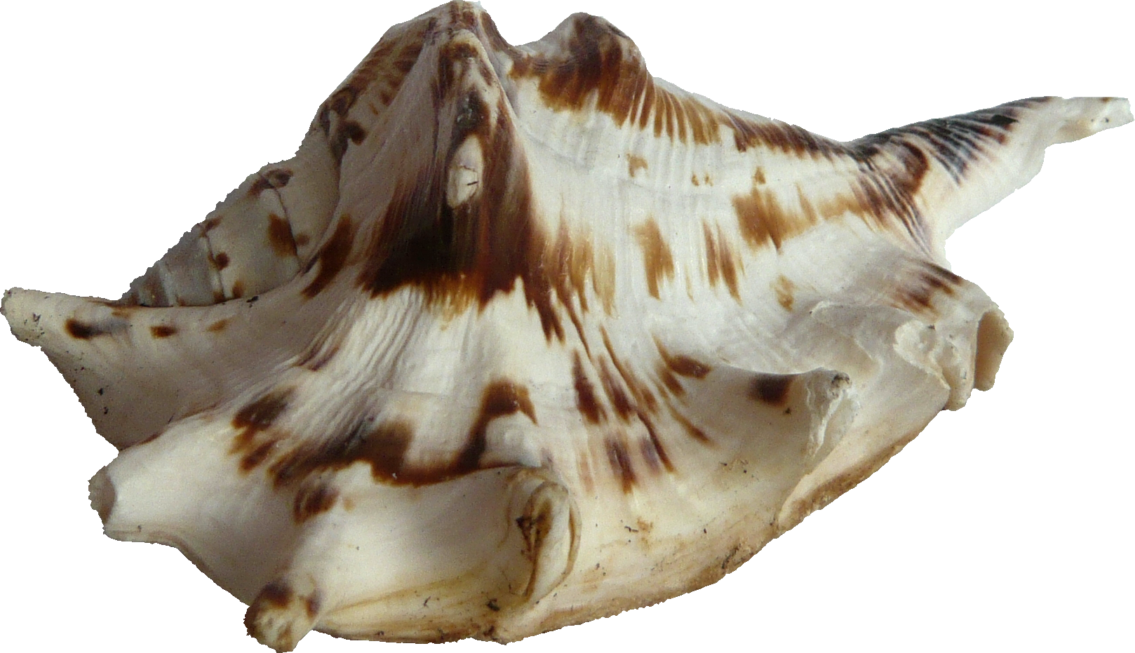 Seashell PNG Clip Art HD Quality