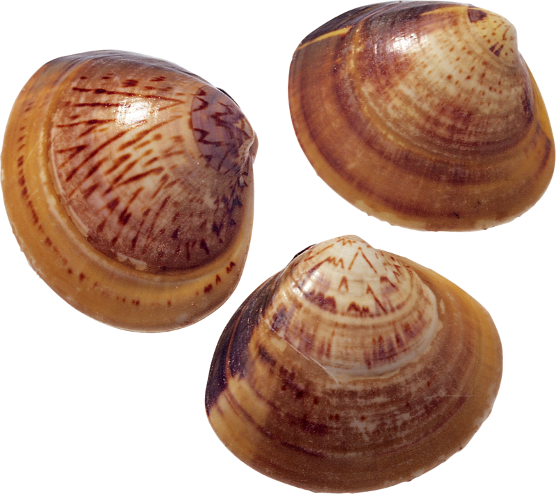 Seashell PNG HD Images