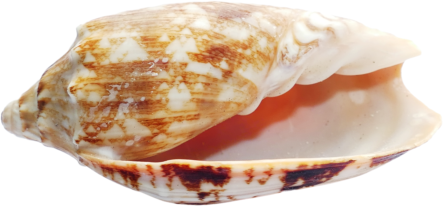 Seashell PNG HD Photos
