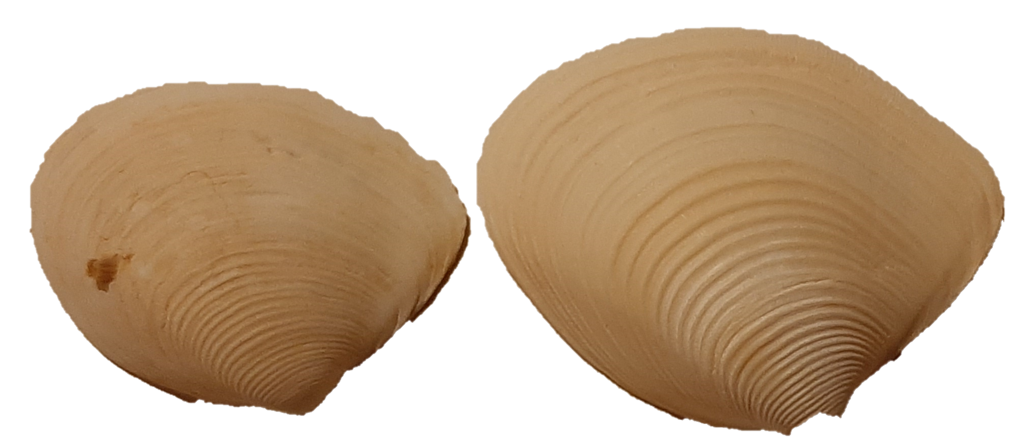 Seashell PNG HD Quality