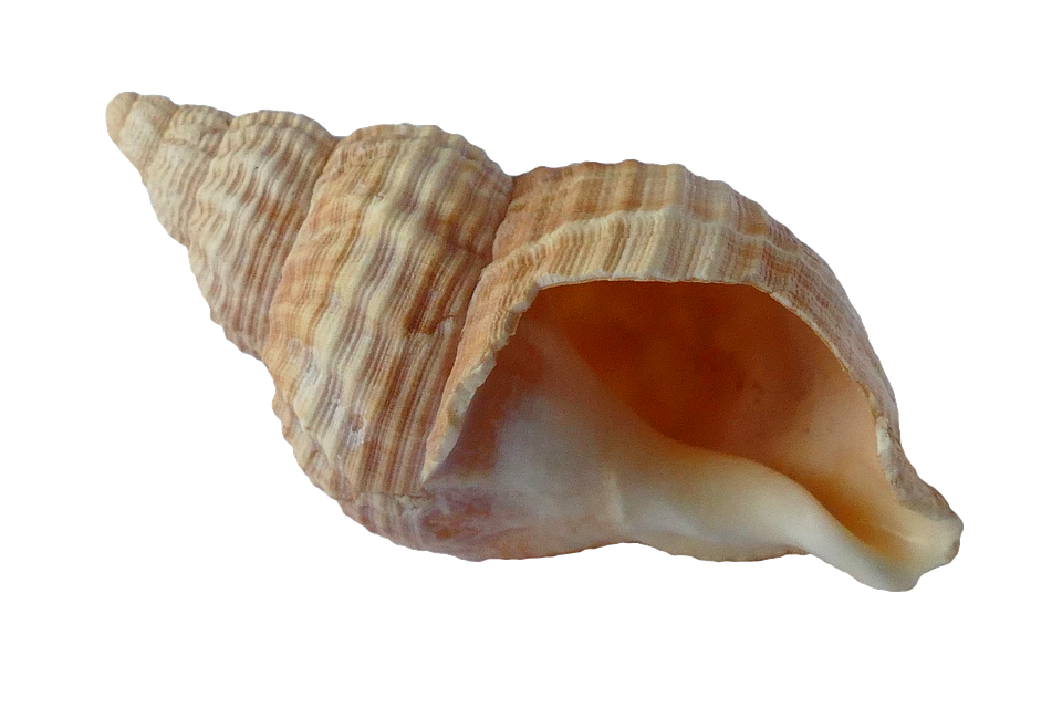 Seashell PNG Photo Clip Art Image