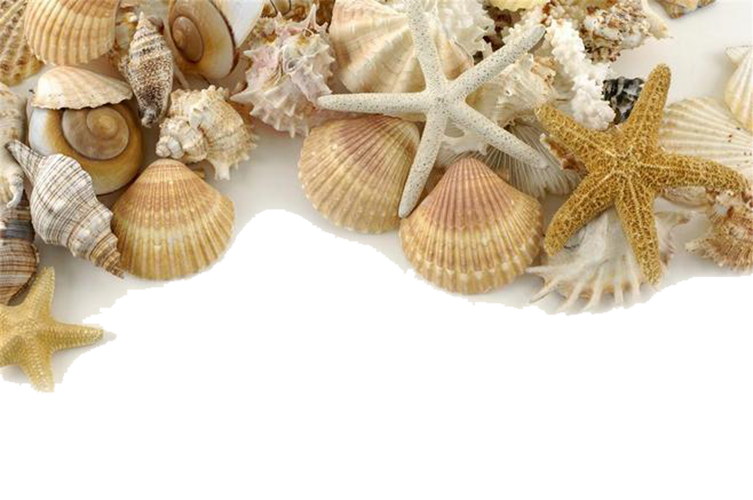 Seashell PNG Pic Background