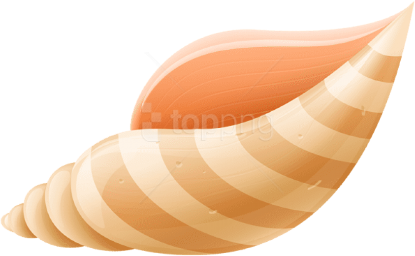 Seashell PNG Pic Clip Art Background
