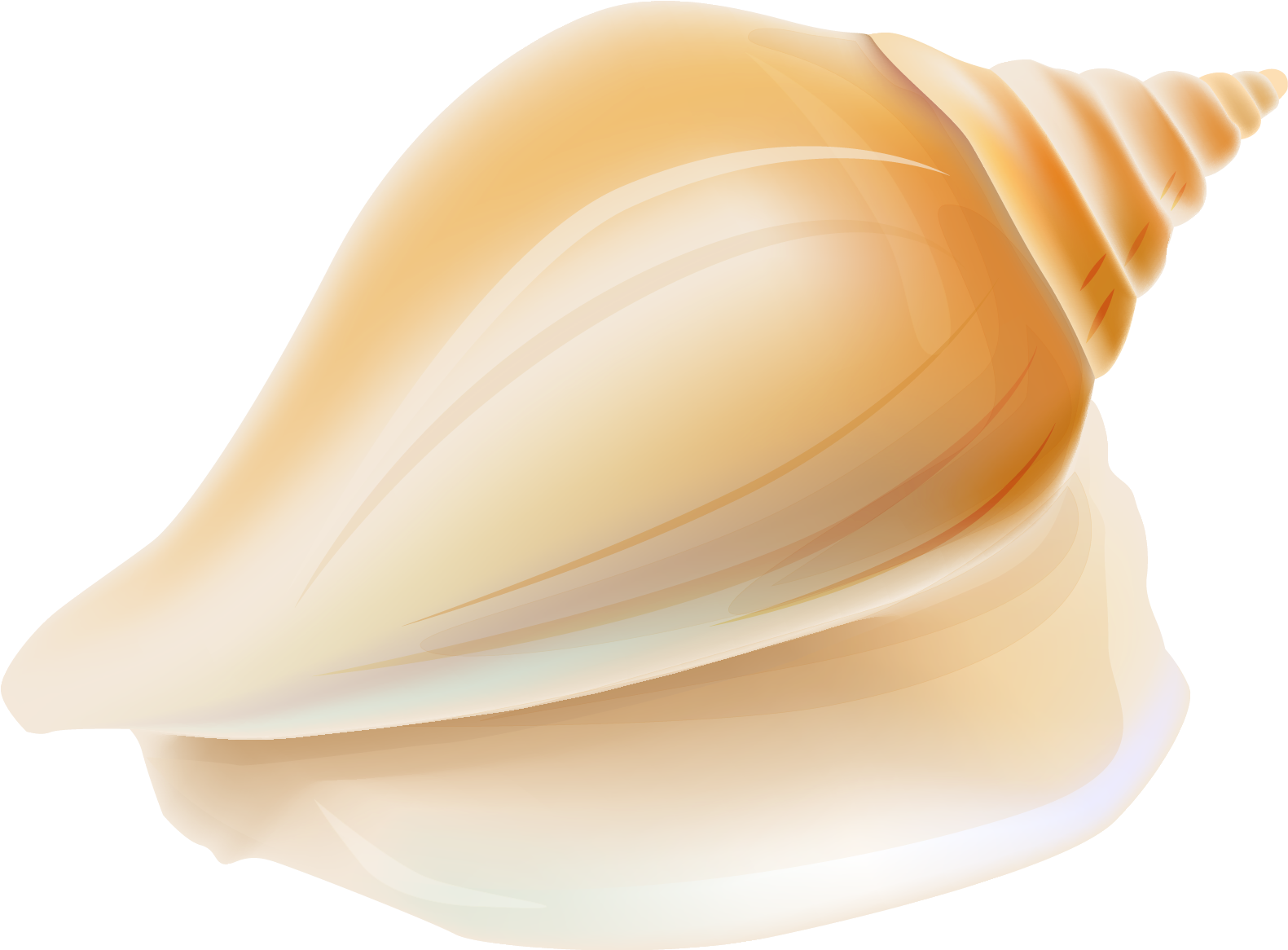 Seashell Transparent Free PNG Clip Art