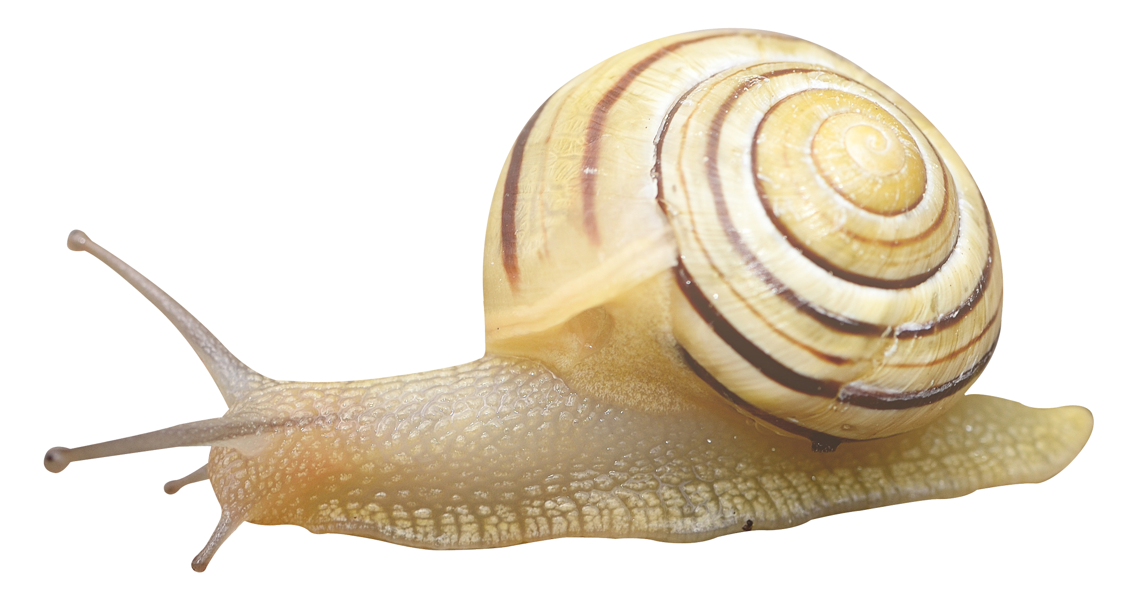Snail PNG Background Clip Art
