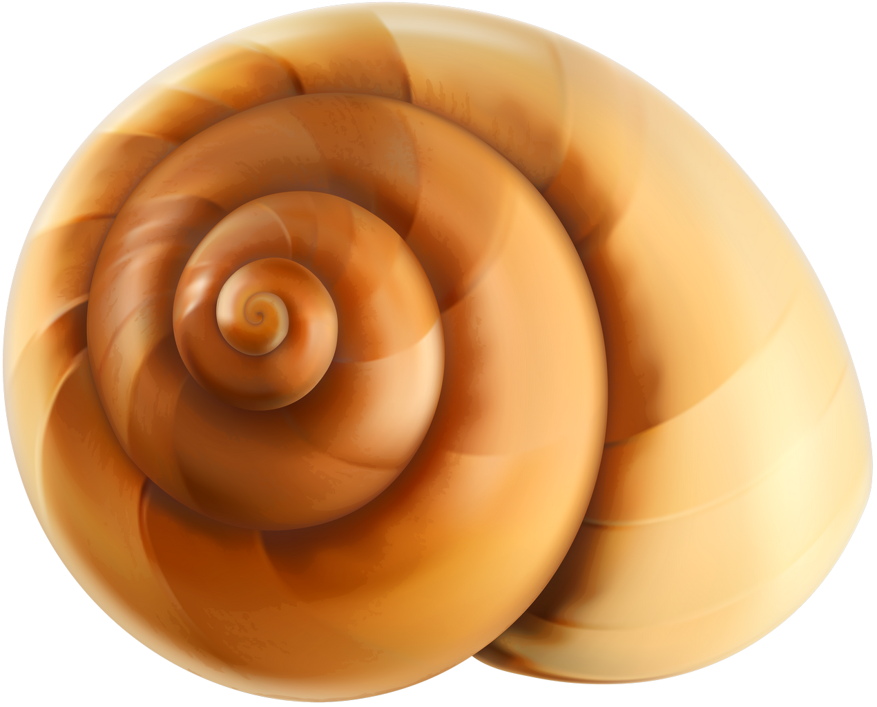 Snail PNG Pic Background