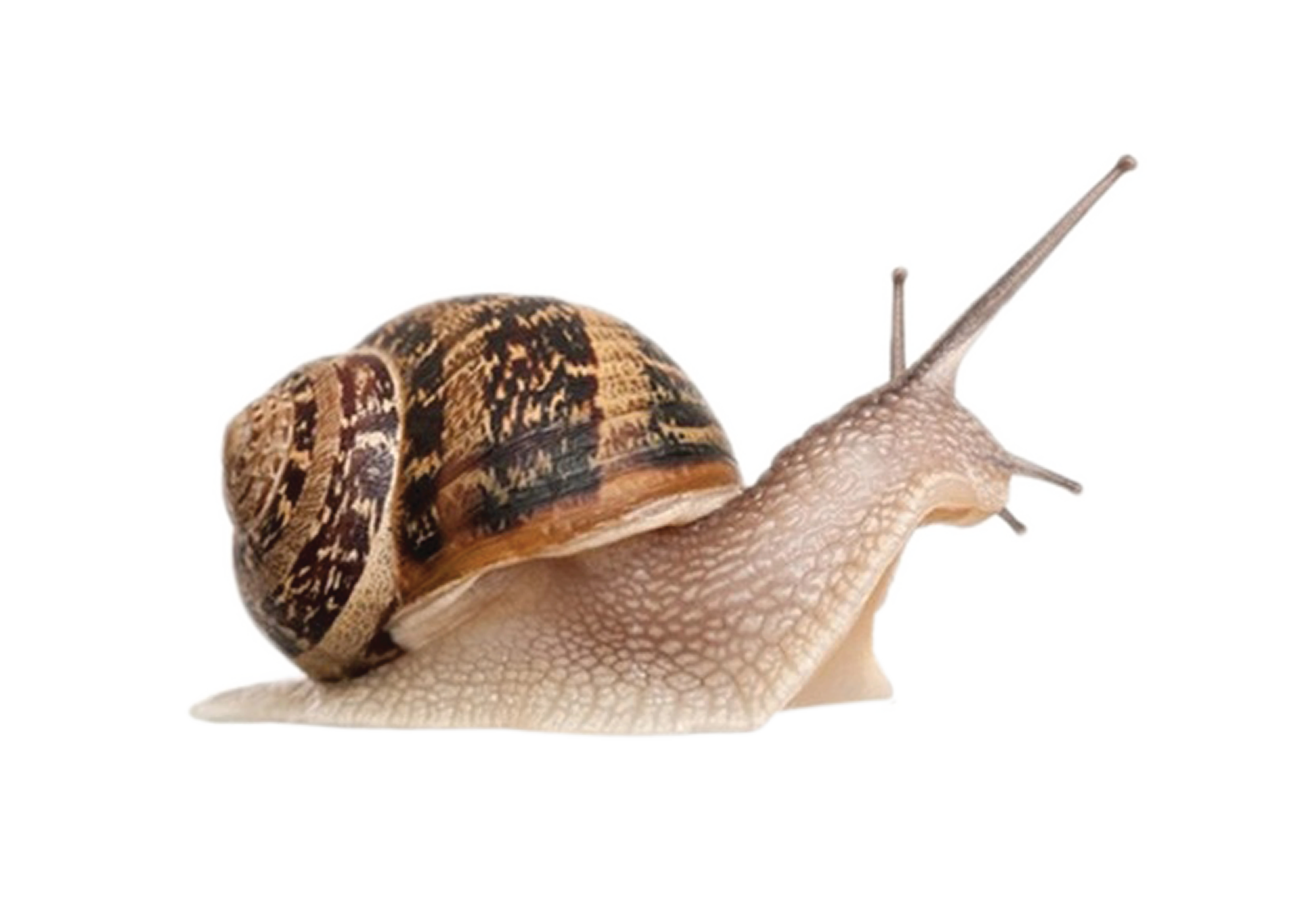 Snail Transparent Clip Art Image