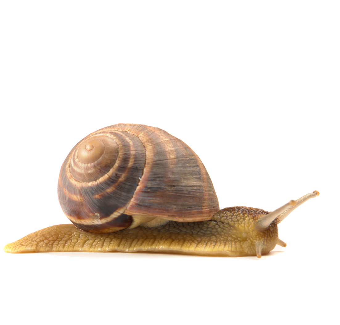 Snail Transparent Image