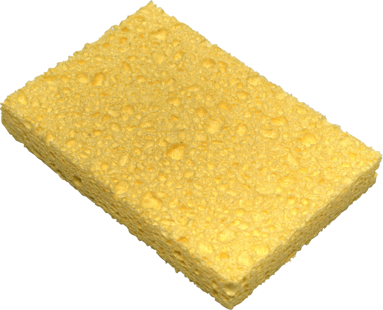 Sponge No Background