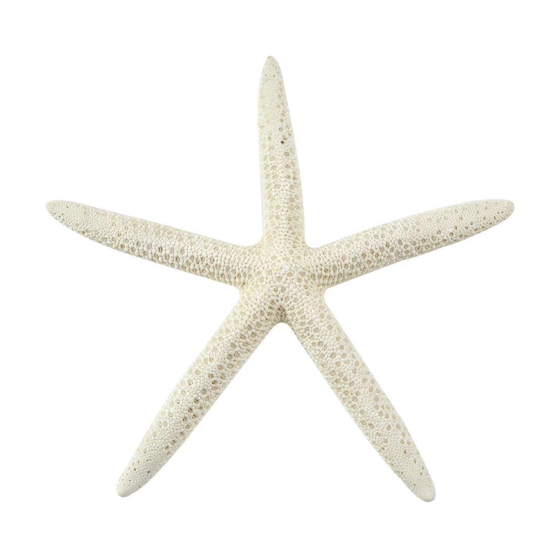 Starfish Background PNG Clip Art