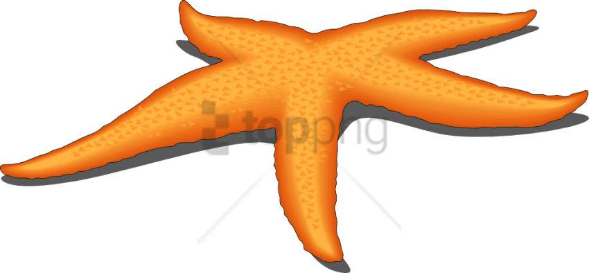 Starfish Background PNG