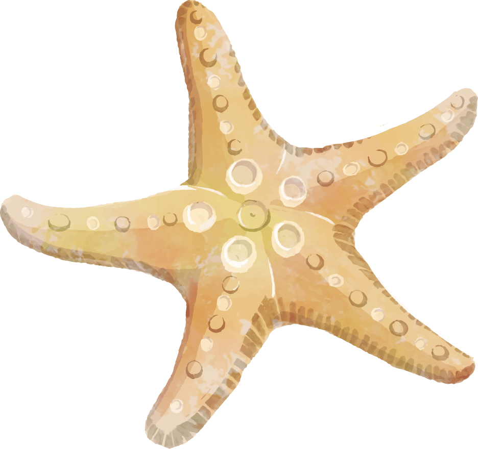 Starfish Download Free PNG Clip Art