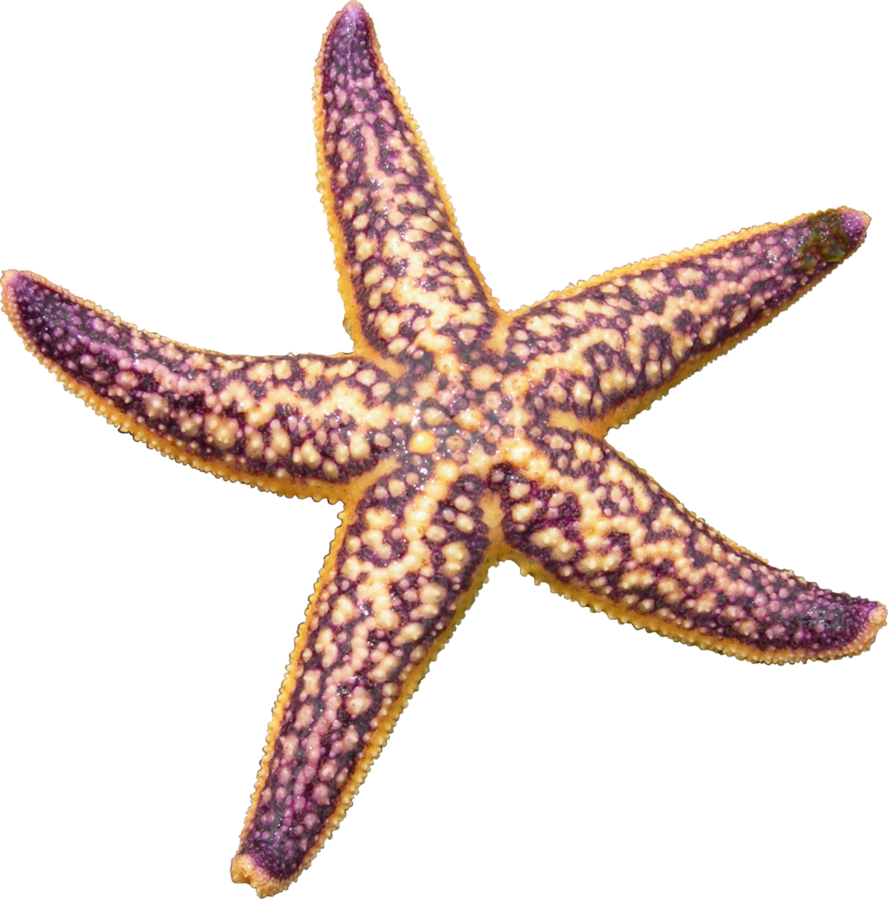 Starfish Download Free PNG