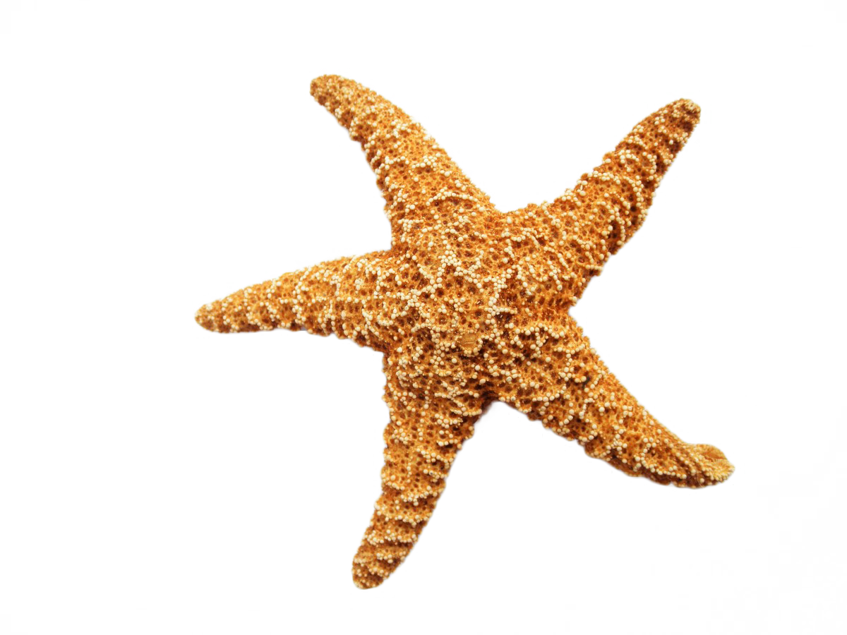 Starfish Free PNG Clip Art