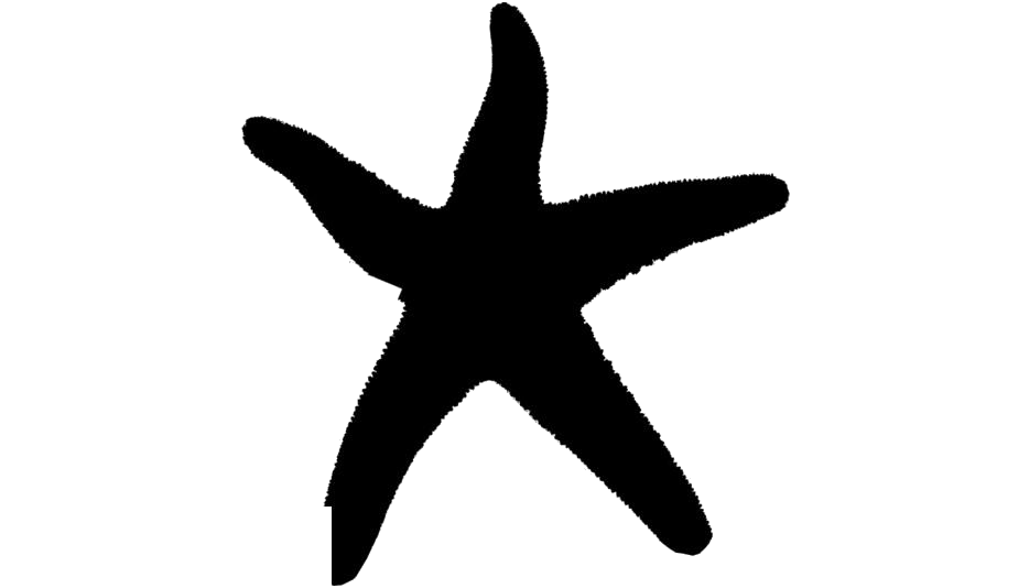 Starfish PNG Clipart Background HD