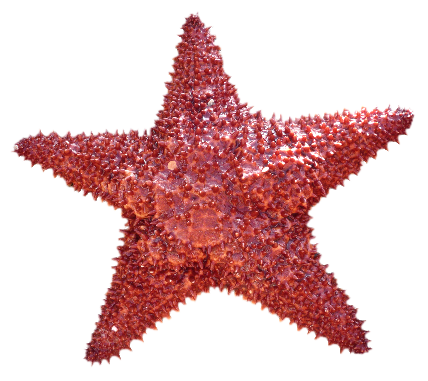 Starfish PNG Free File Download