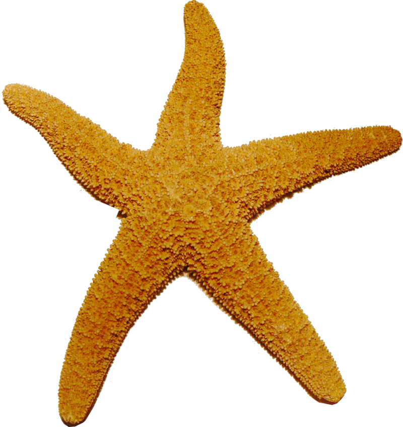 Starfish PNG Photo Clip Art Image