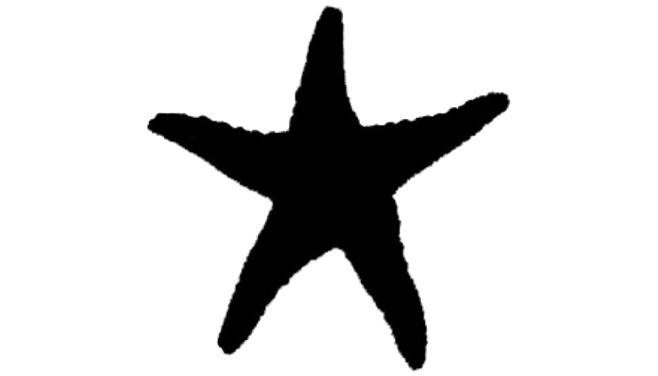 Starfish PNG Pic Background