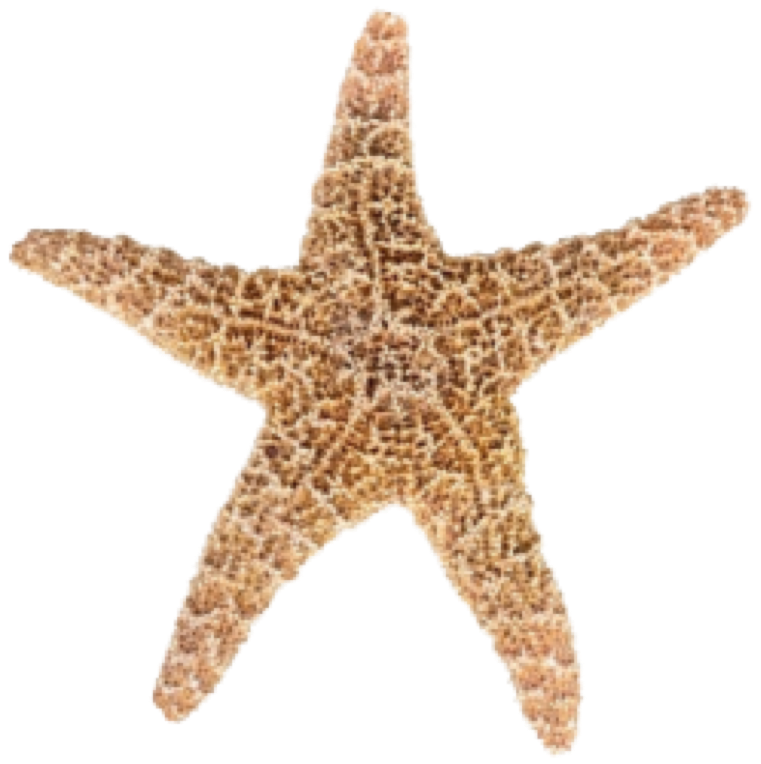 Starfish PNG Pic Clip Art Background