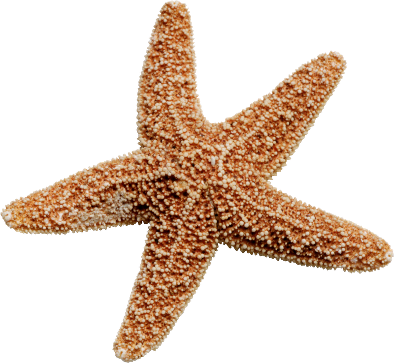 Starfish Transparent Clip Art PNG