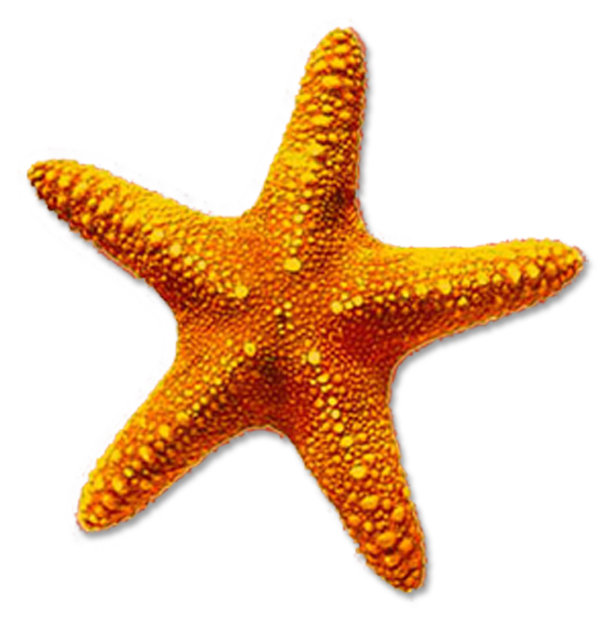 Starfish Transparent Free PNG Clip Art