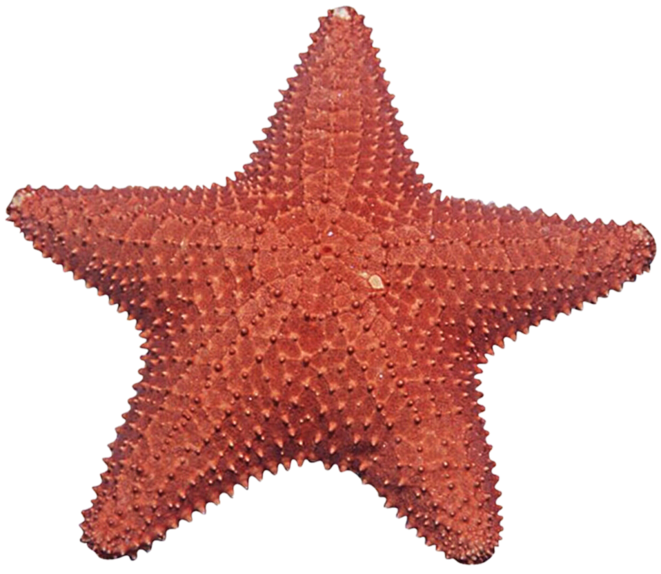 Starfish Transparent Image