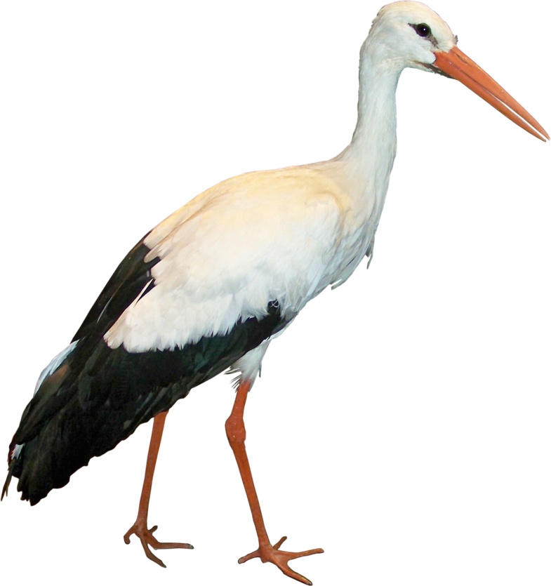 Stork Background PNG Clip Art