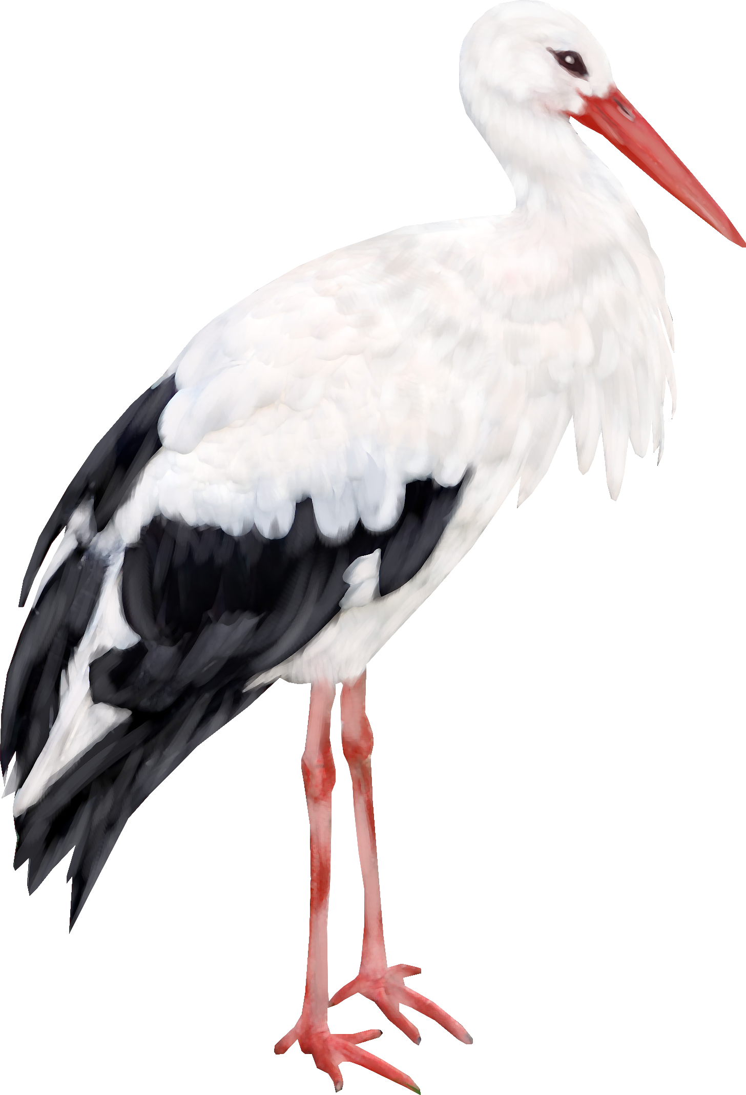 Stork Clip Art Transparent PNG