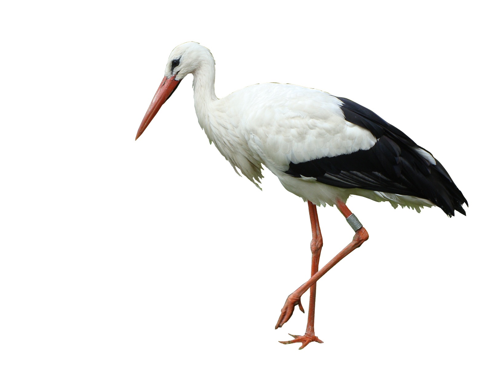Stork Download Free PNG Clip Art