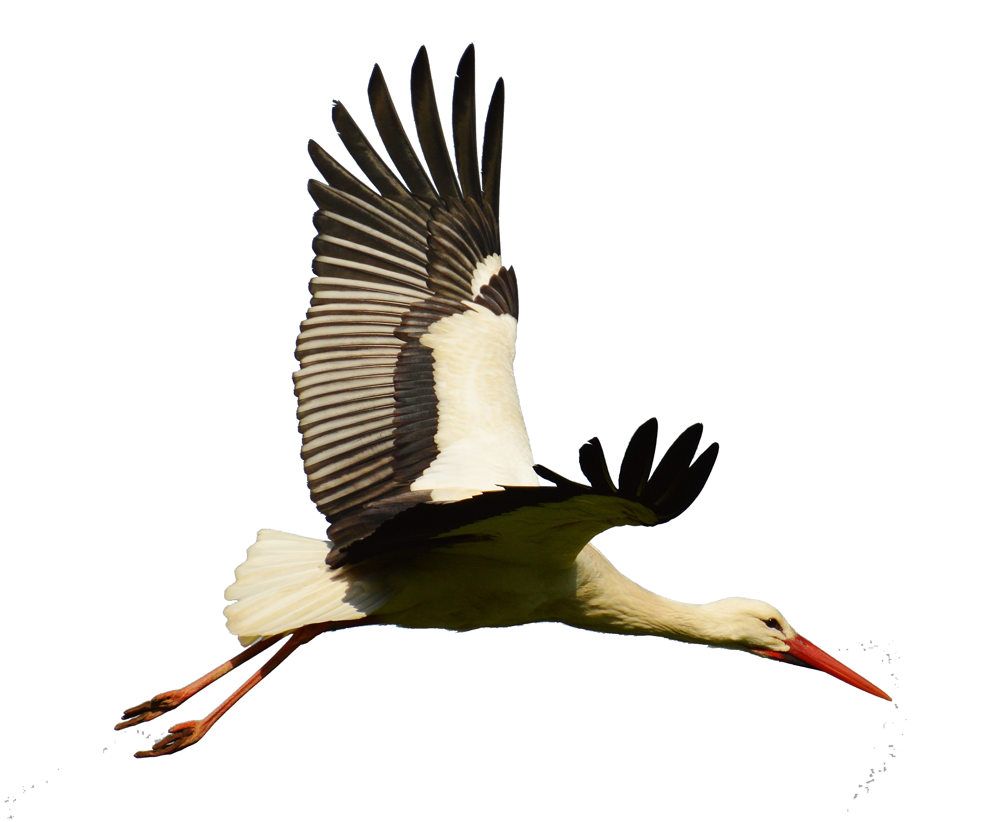 Stork Free PNG Clip Art
