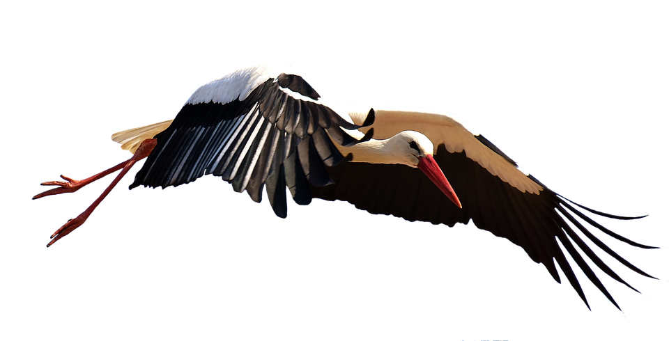 Stork PNG Background Clip Art