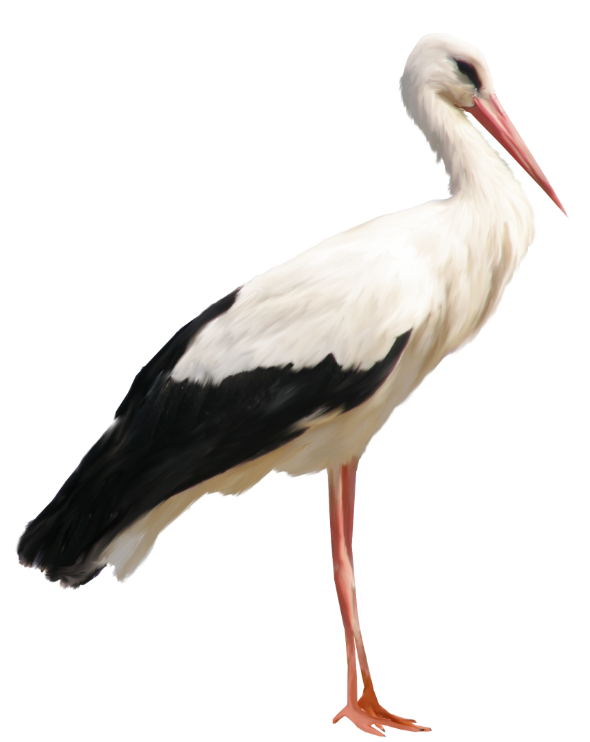 Stork PNG Clip Art HD Quality