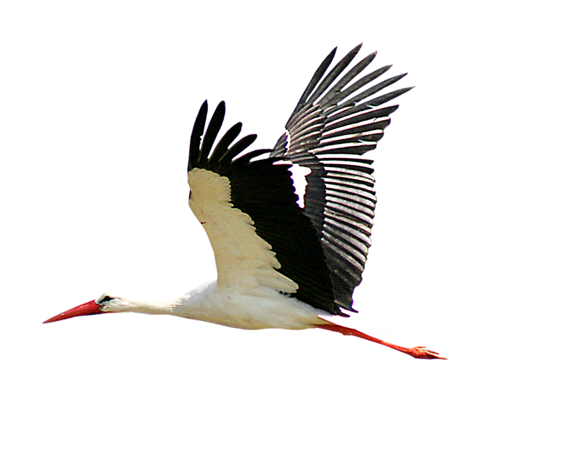 Stork PNG Clipart Background
