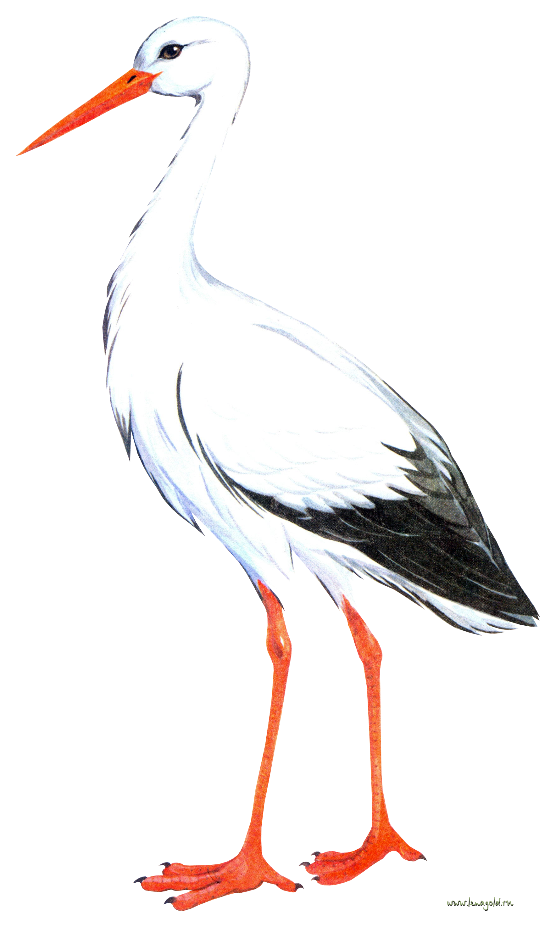Stork PNG HD Quality