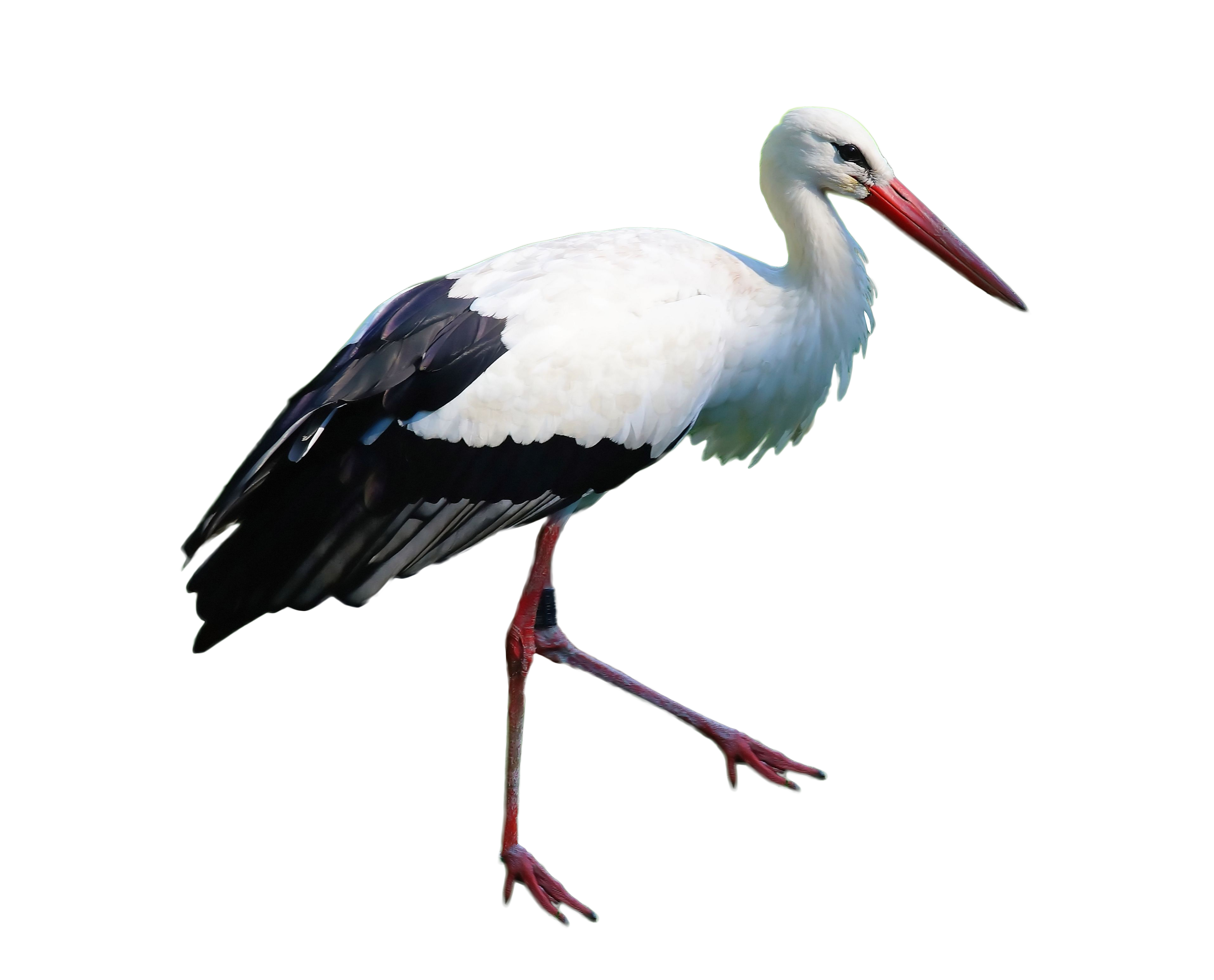 Stork PNG Photo Clip Art Image