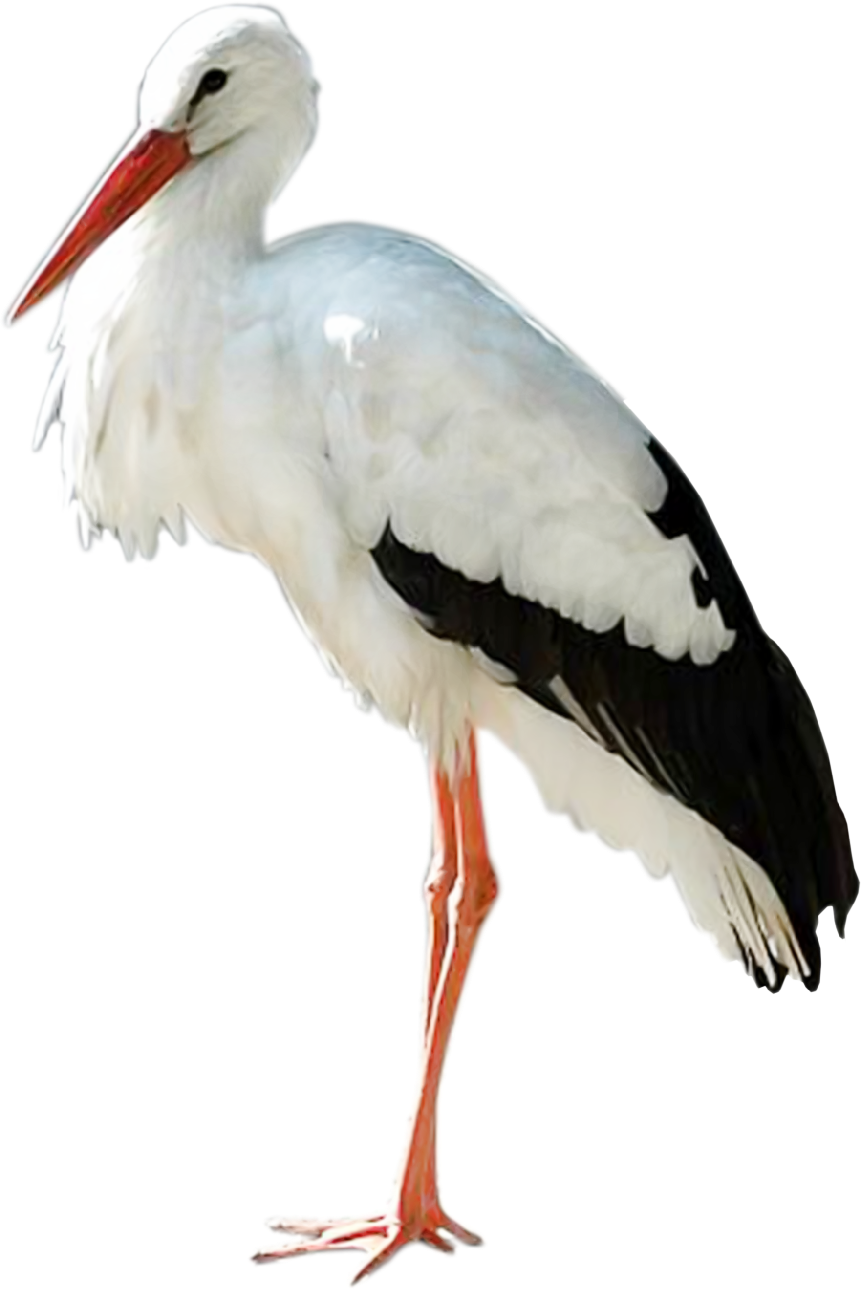 Stork PNG Photos