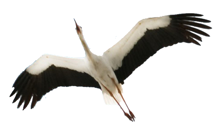 Stork Transparent Background