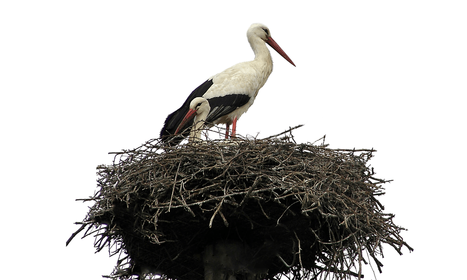 Stork Transparent Clip Art Image