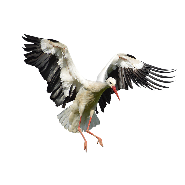 Stork Transparent Image